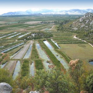 Cultivation in the Neretva, Th. Papayannis