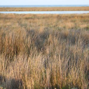 The existence of Juncus effuses is associated with wetlands. Photo: H. Naoufel